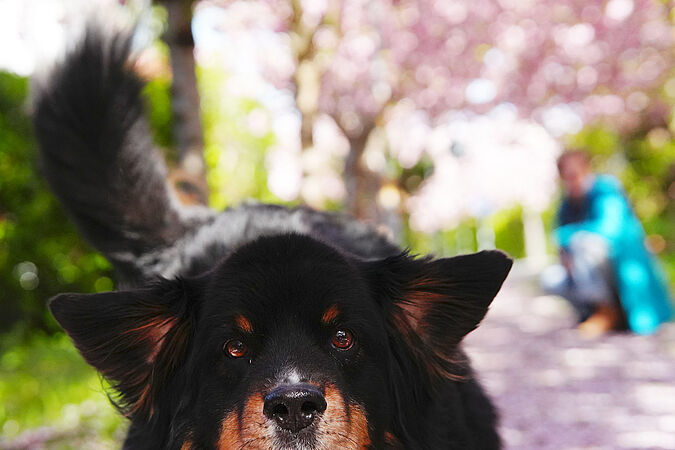 Hilfe! Mein Hund ist kaputt! Hilfe! Mein Hund ist kaputt!