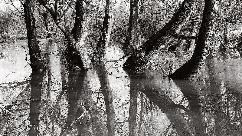 Bäume im Wasser bei Hitzacker